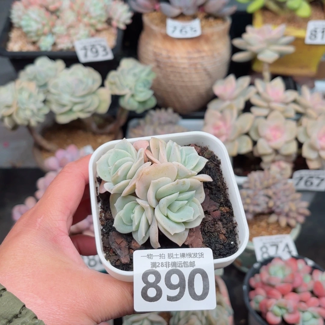 可爱玫瑰无盆土发货