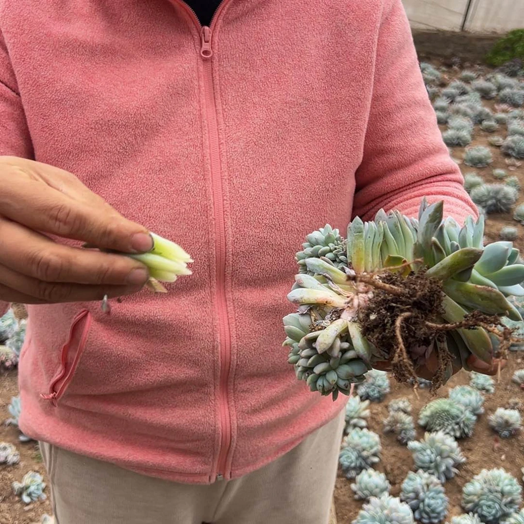 橙梦露缀化58元