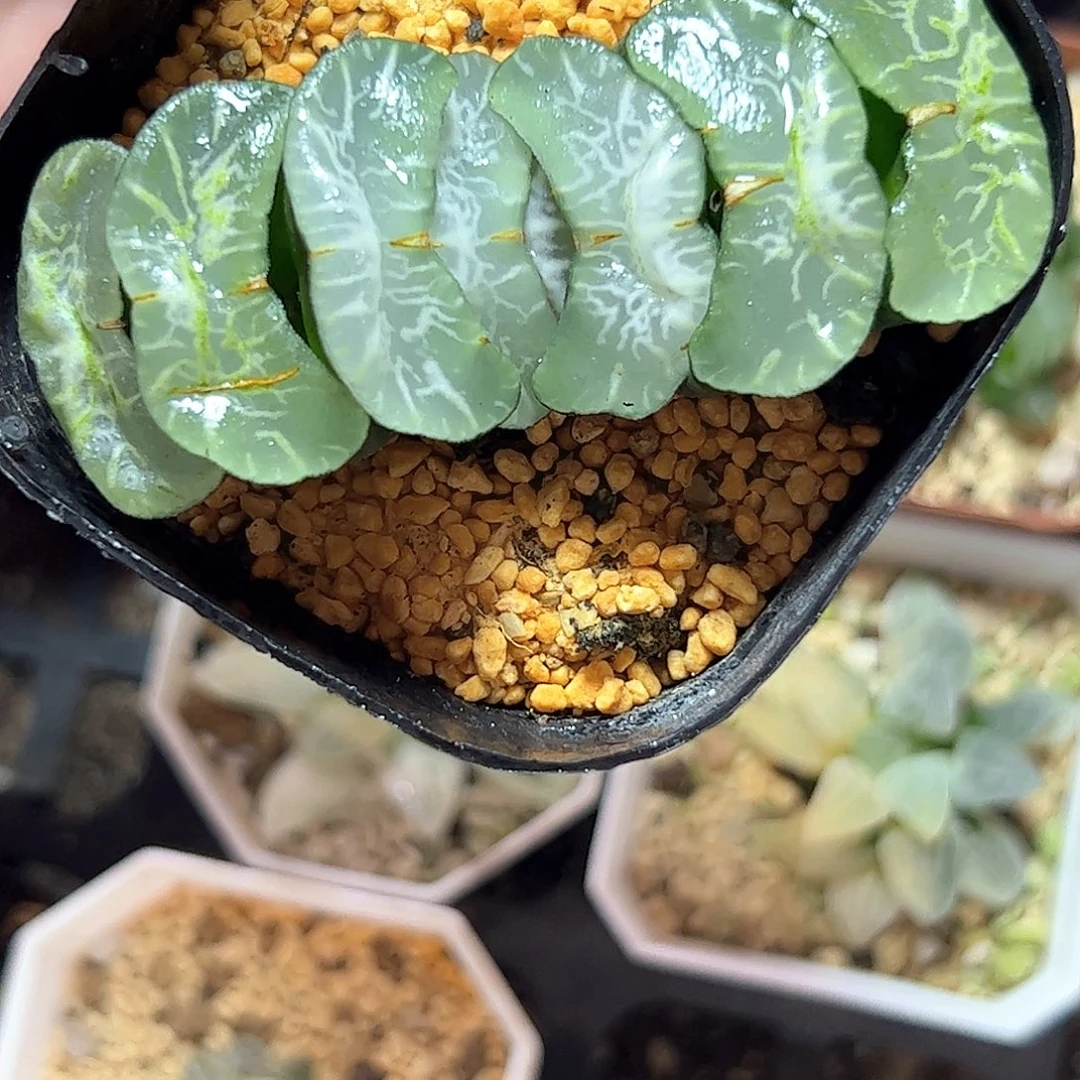 碧峰玉扇十二卷多肉植物