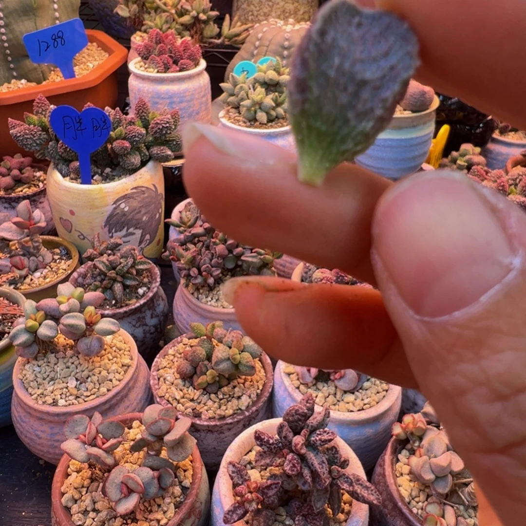 简***单我的小可爱小猫咪好乖哦好