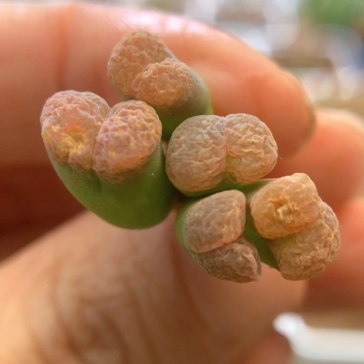 特特特特 肉锥植物