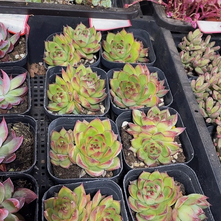 双头月亮石带盆土发