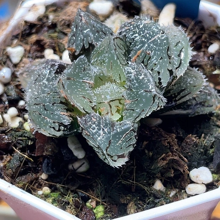 744魔刺锦特选福利