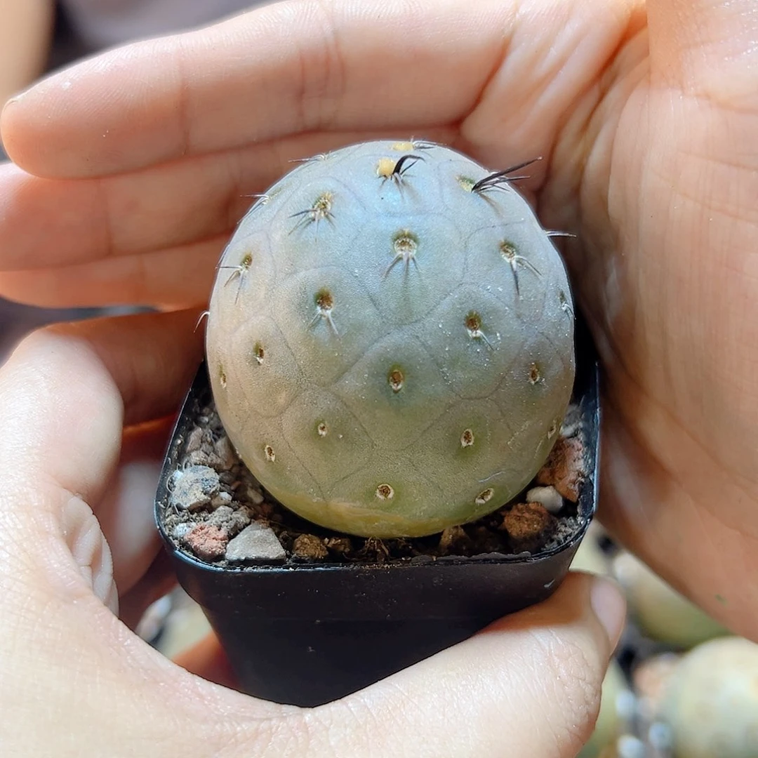 自根绿皮洞洞习4公分带盆土会翻