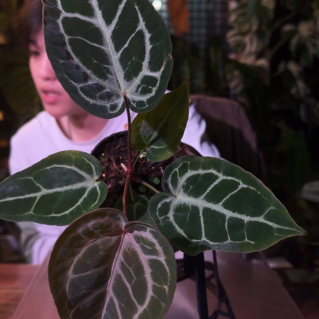不开花植物G251skg银红杂撕裂银虎