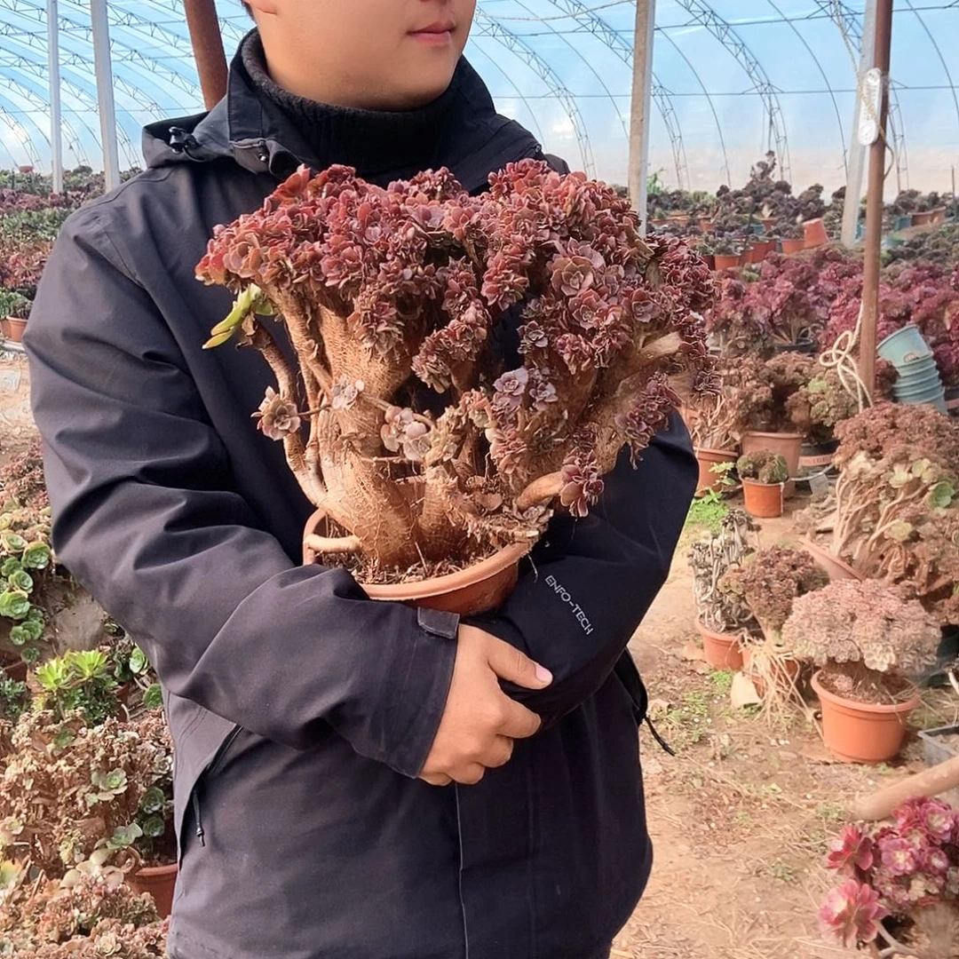 完全开放玫瑰缀化