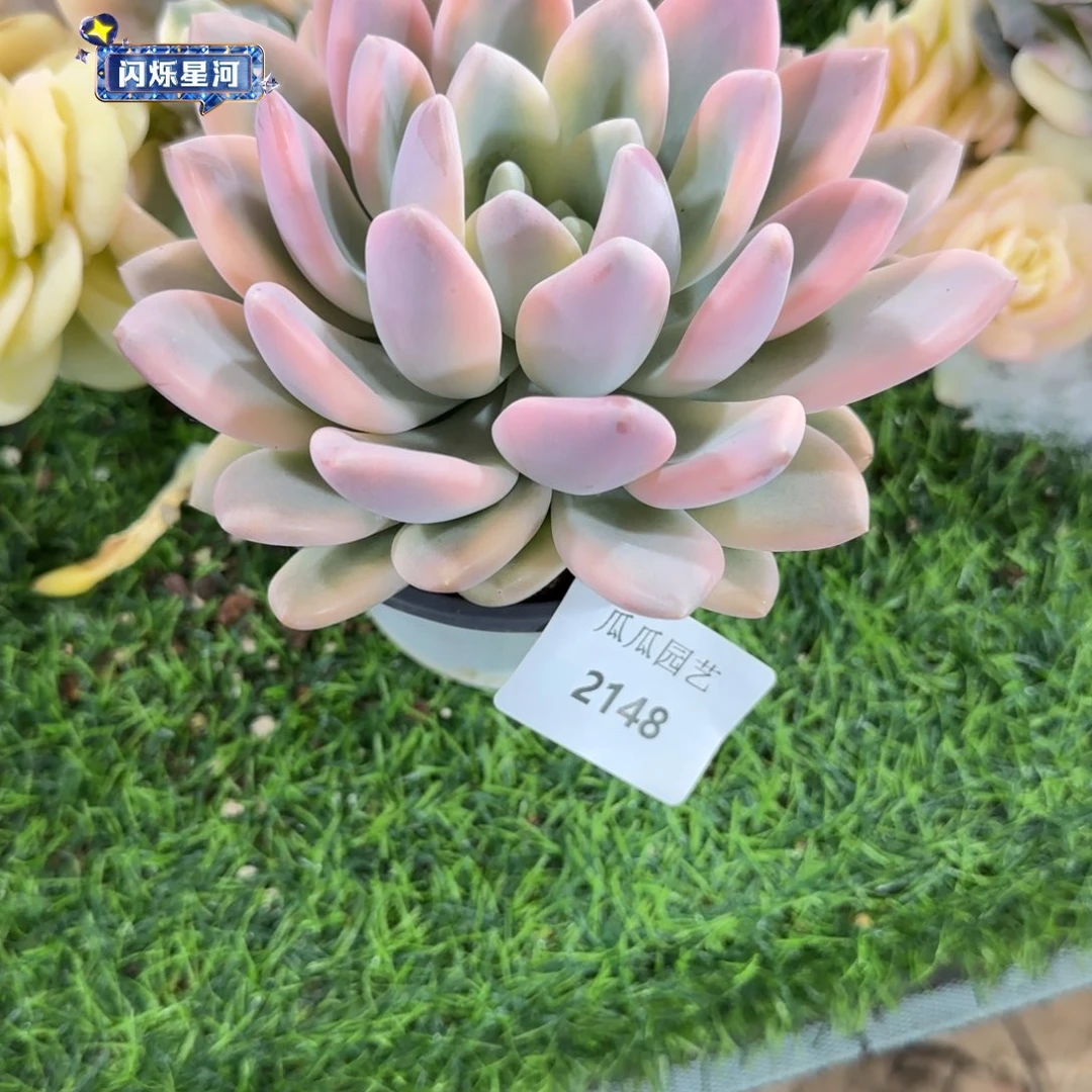 奥胖彩锦多肉植物的时候