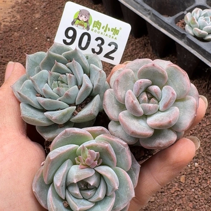 当前无花朵，栽培后可花朵多肉植物多肉植物