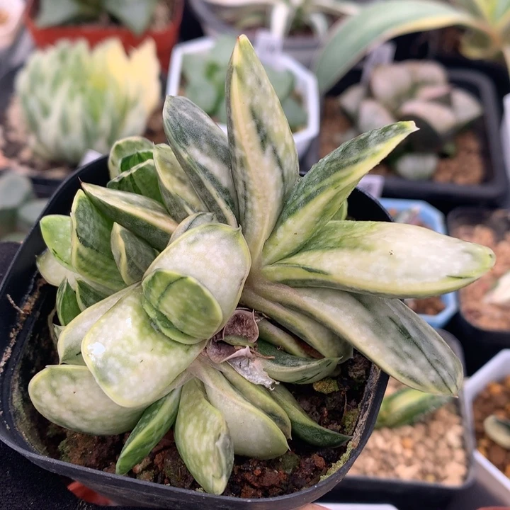 奶黄卧牛子宝锦群