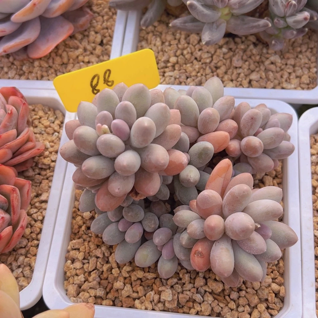 香玉的故事是一个人的故事