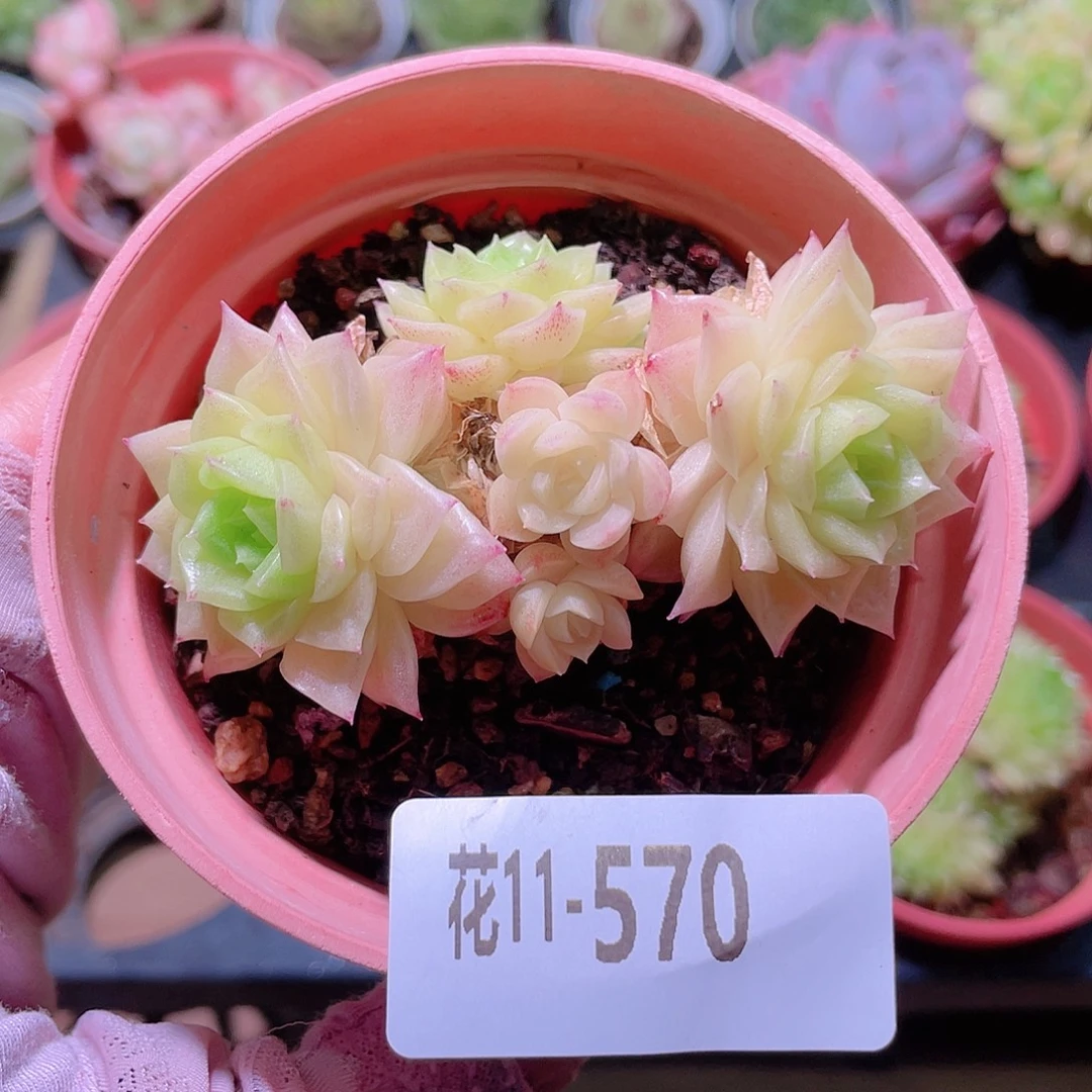 花利美11-570幻影