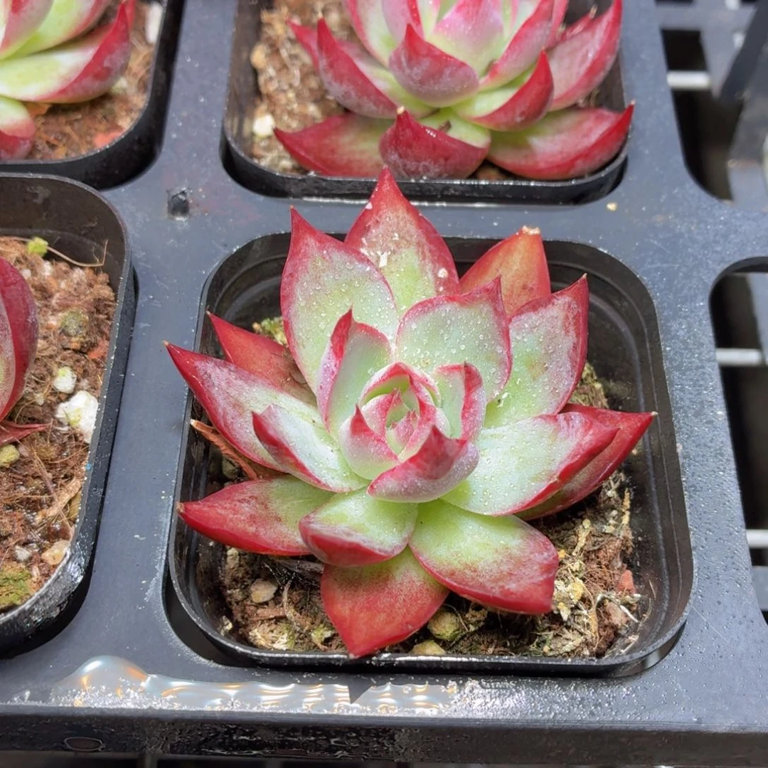 惊鸿仙子多肉植物9.9包邮发货