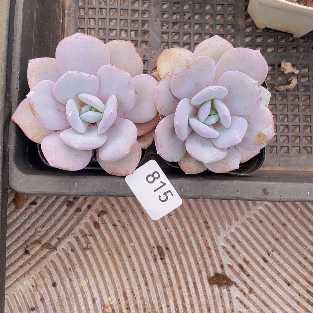 815      奶茶             量拍