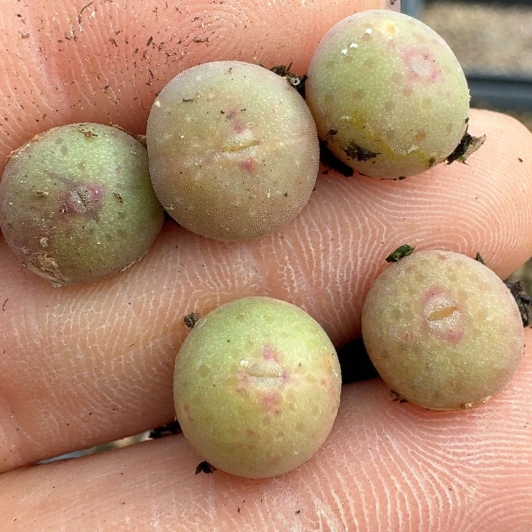 。**°111五颗皮卡丘0000000000