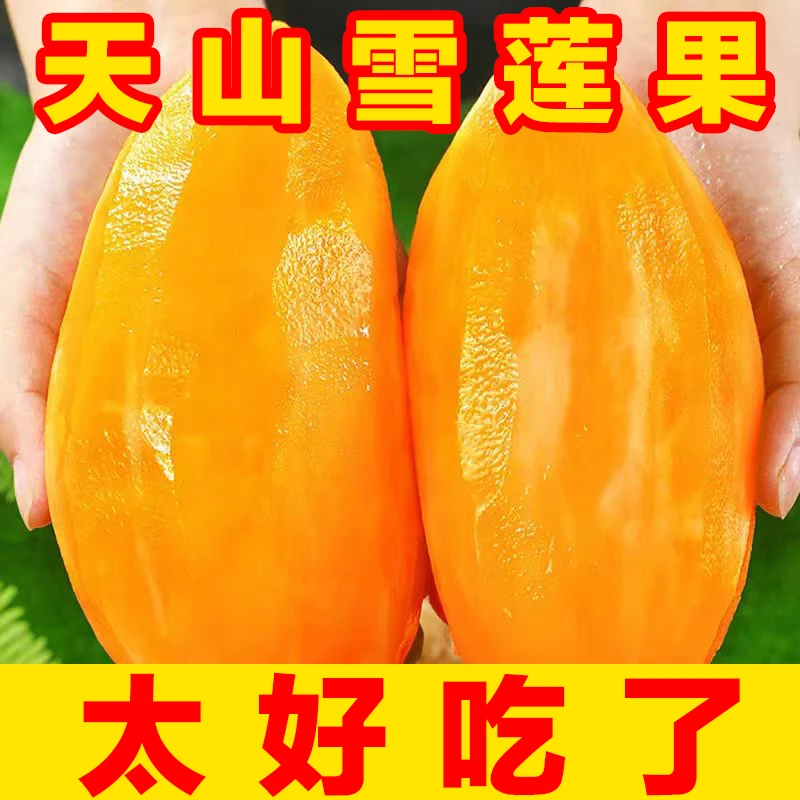 【大降价】云南天山雪莲果新鲜水果正宗新鲜现挖脆甜多汁低糖水果