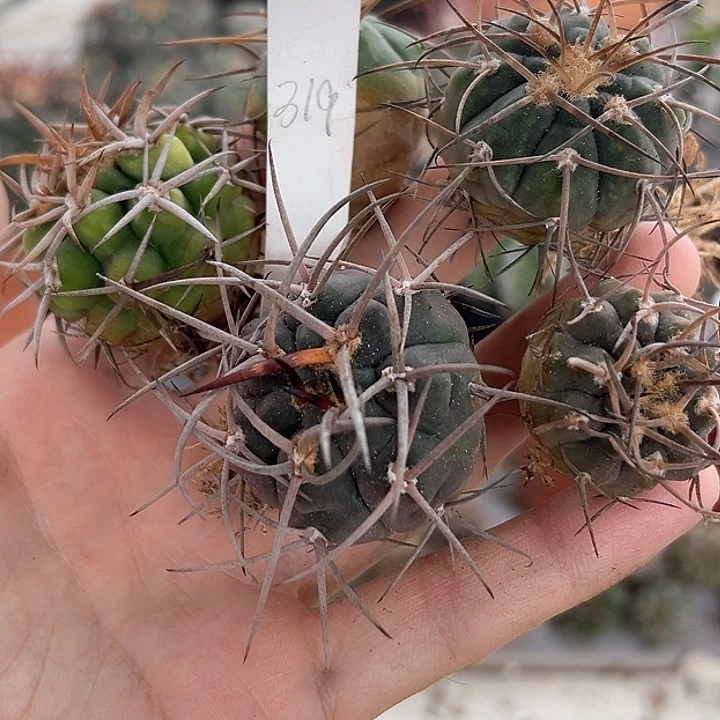 白***条仙人球 裸萼 福利套餐