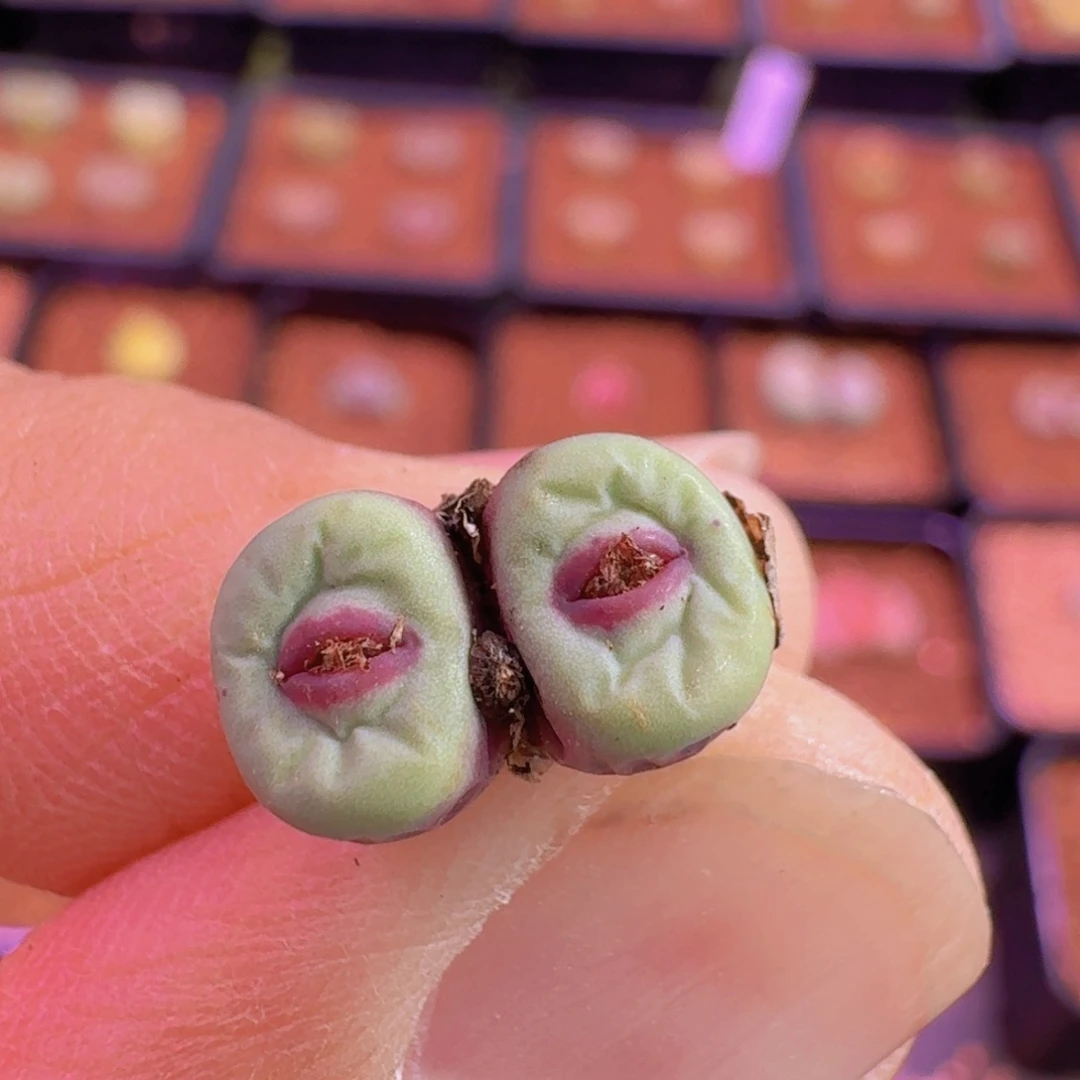 蝴*蝶云缦新春特惠6.27 SE特选 多肉