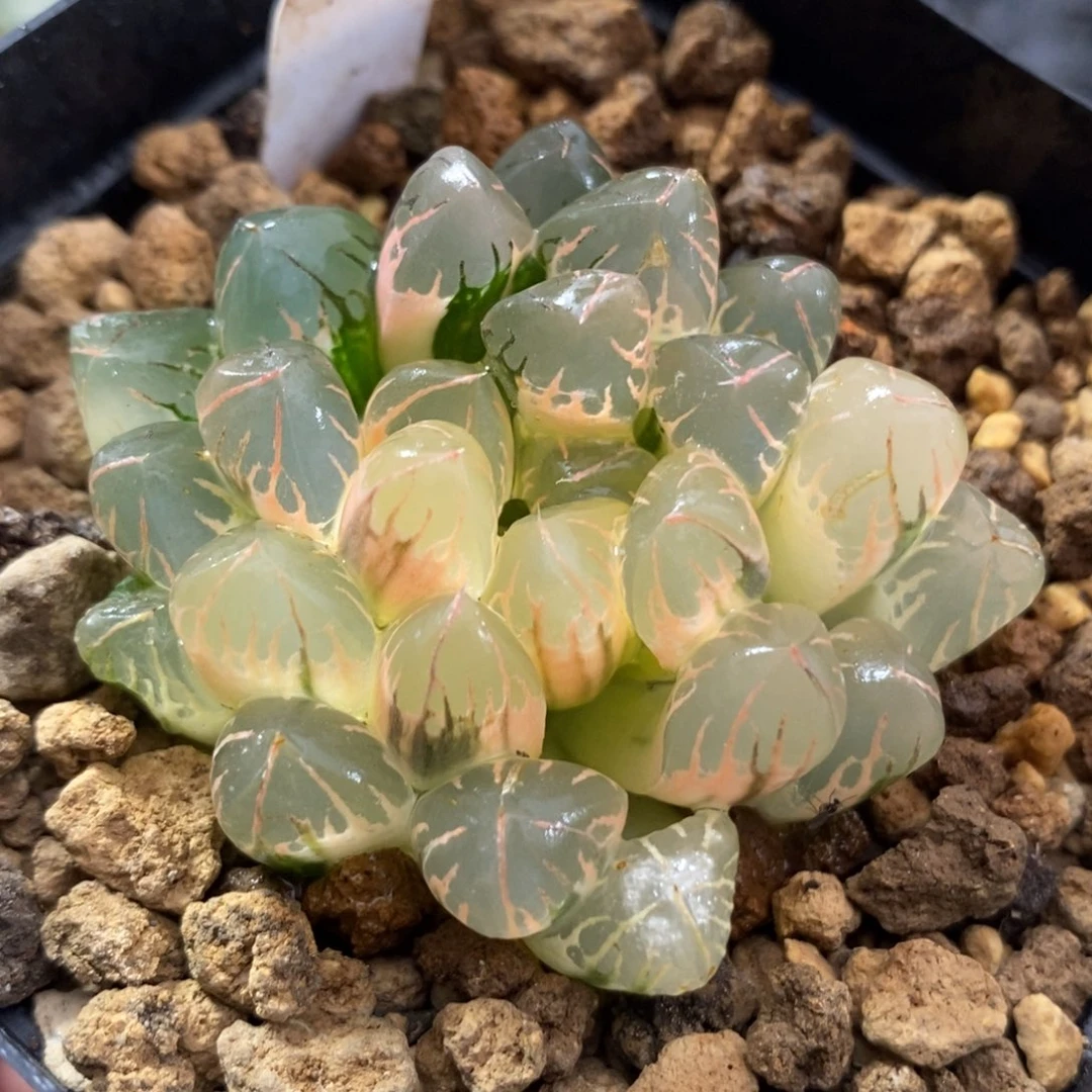 720糊斑灵犀玉露锦一物一拍