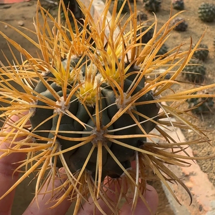 金冠龙无根56666666