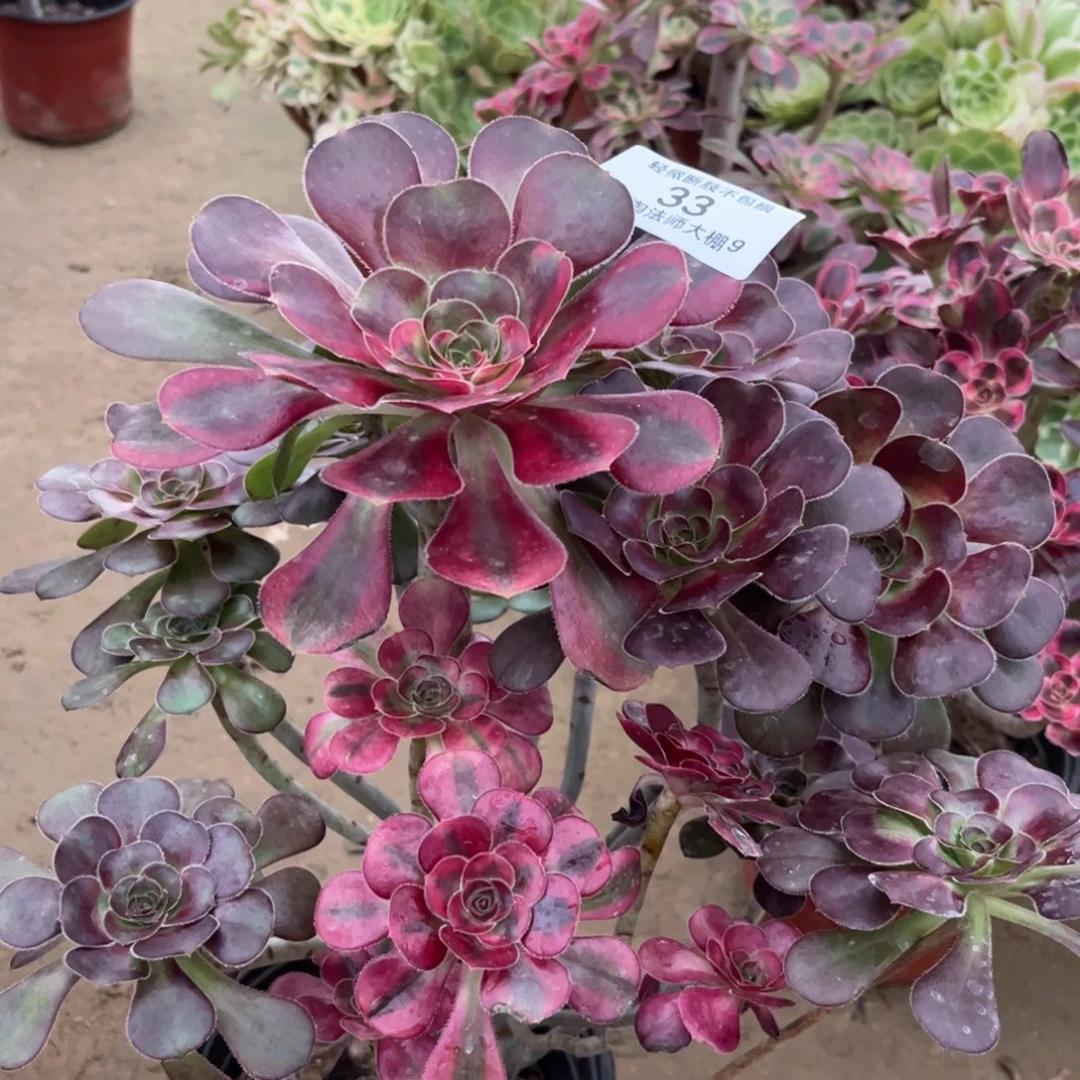 33花蝴蝶多肉植物法师
