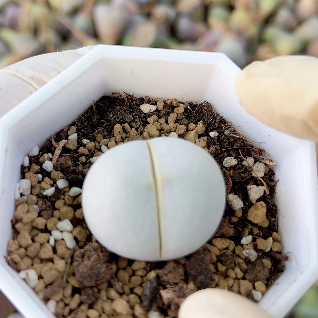 2000四年高尔夫3cm已服盆