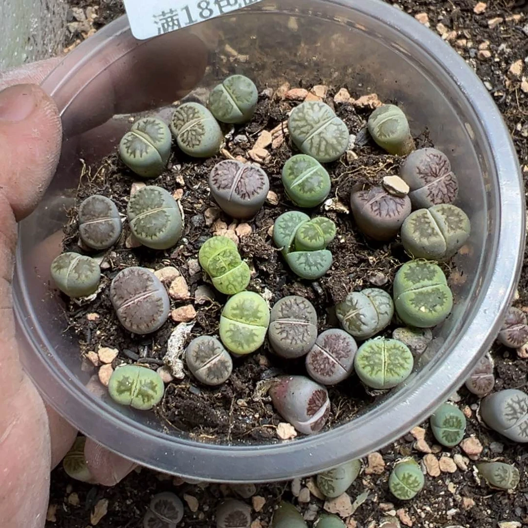 【闪购商品】月**玉 422。