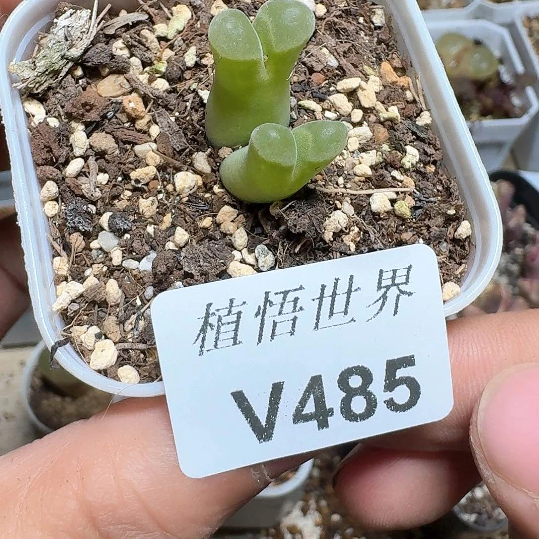 485号多肉植物哇c g