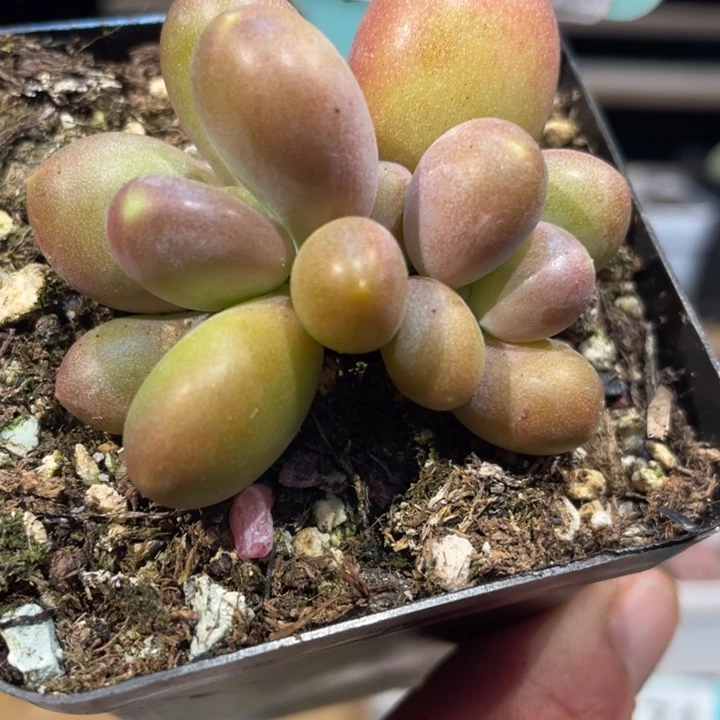 红芒663号的多肉啊啊