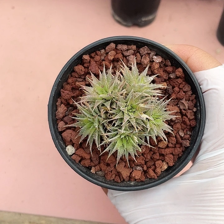 清***语147玻利维亚坨坨凤