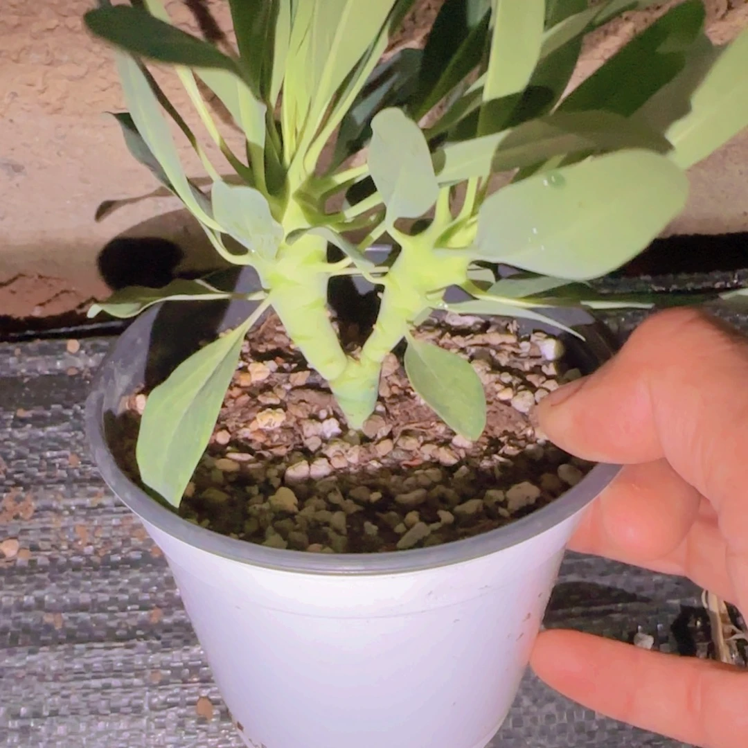 番***友块根植物块根植物