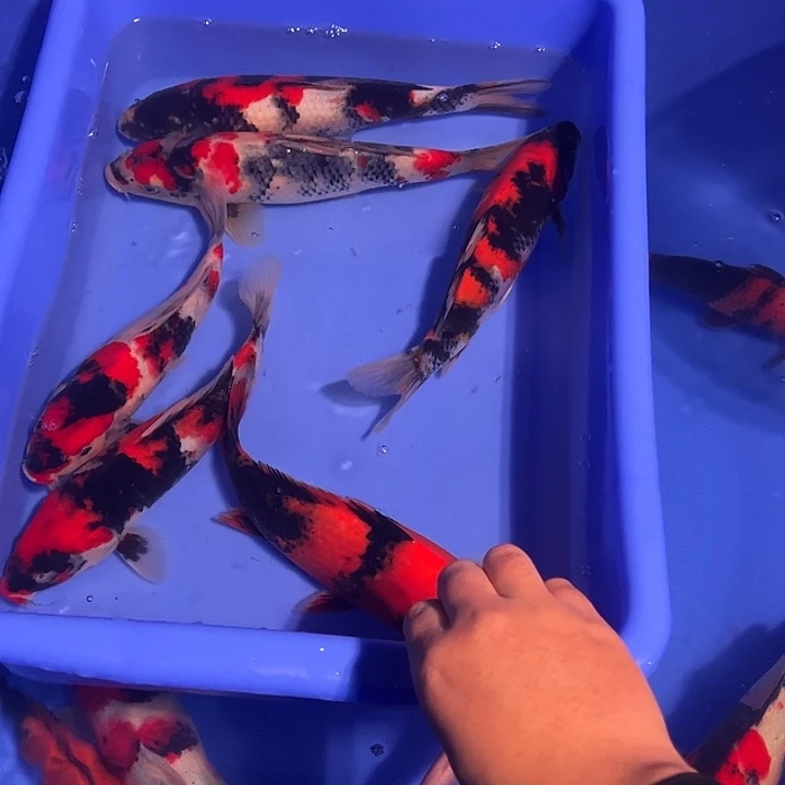 用***5他的声音是真的好喜新闻联播