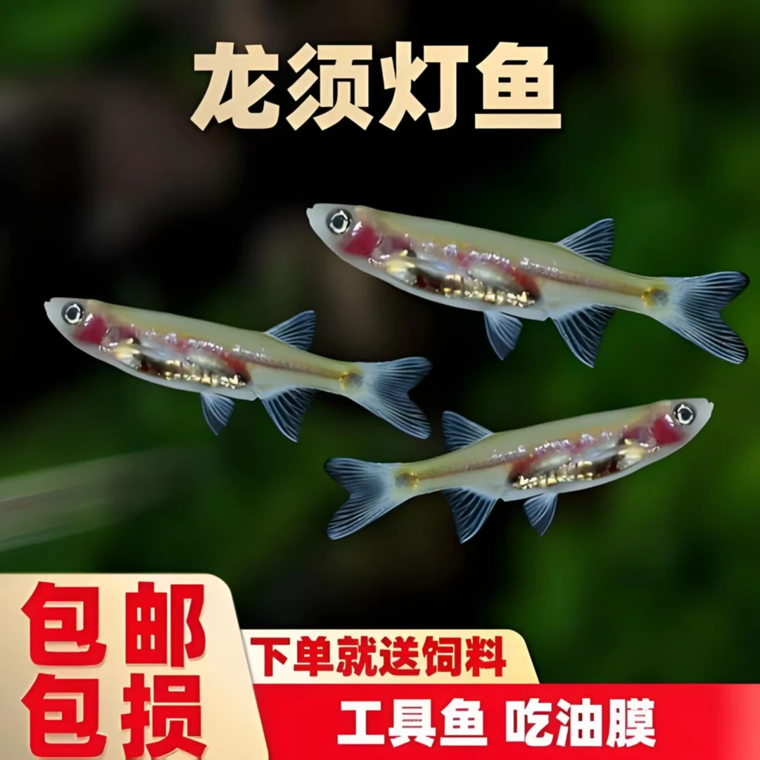 龙须灯热带小型群游鱼除油膜草缸饲养淡水鱼鱼白云金丝