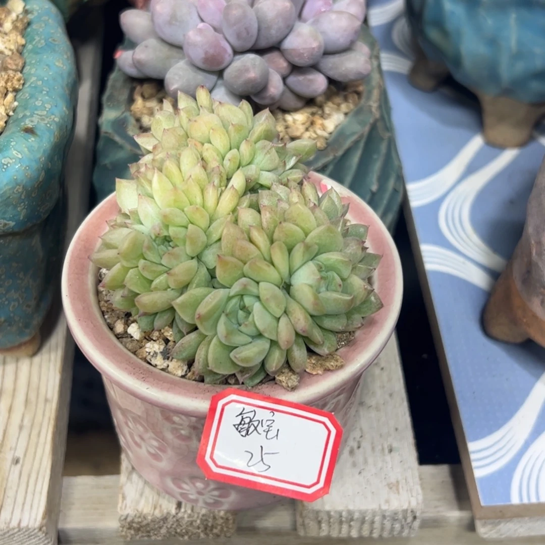 多肉植物多肉植物