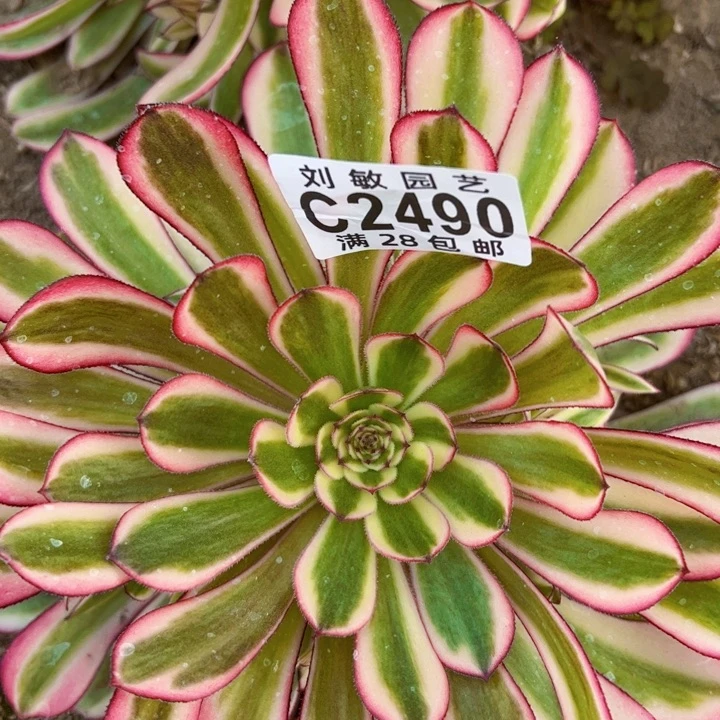 白月光多肉植物法师2490