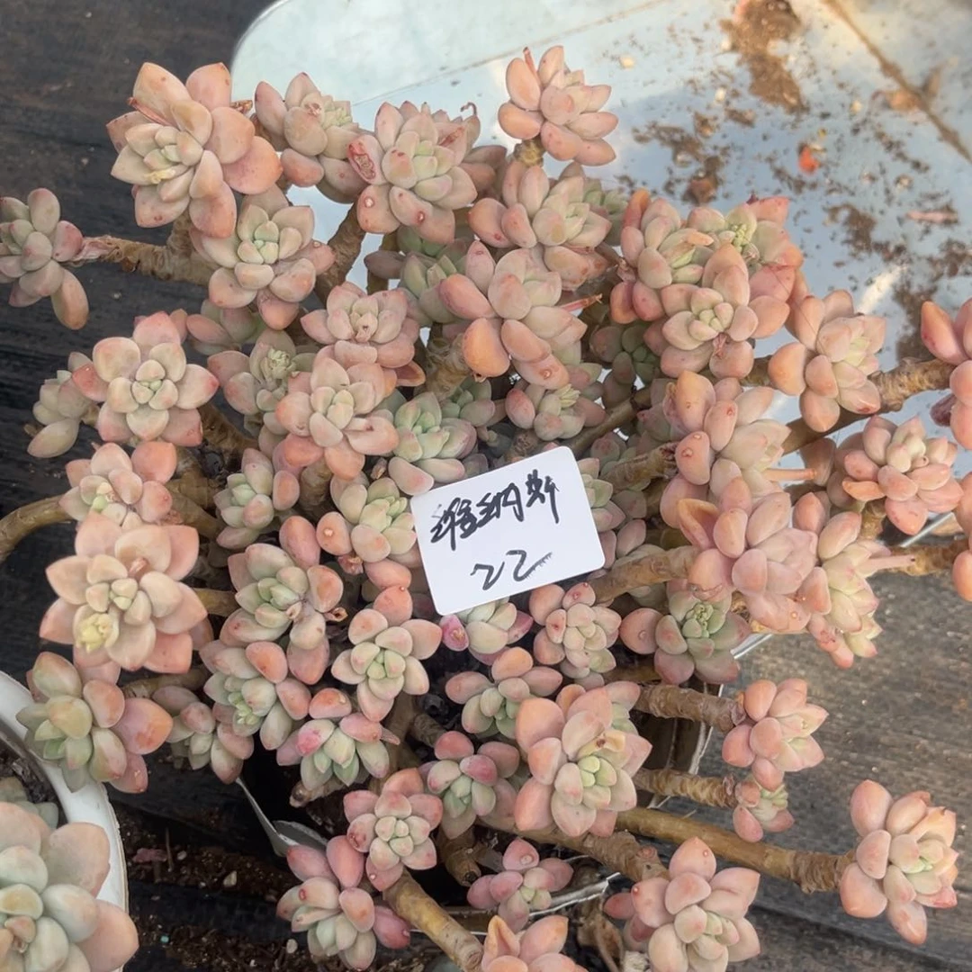 维***m奶酪蛋糕炖肉植物