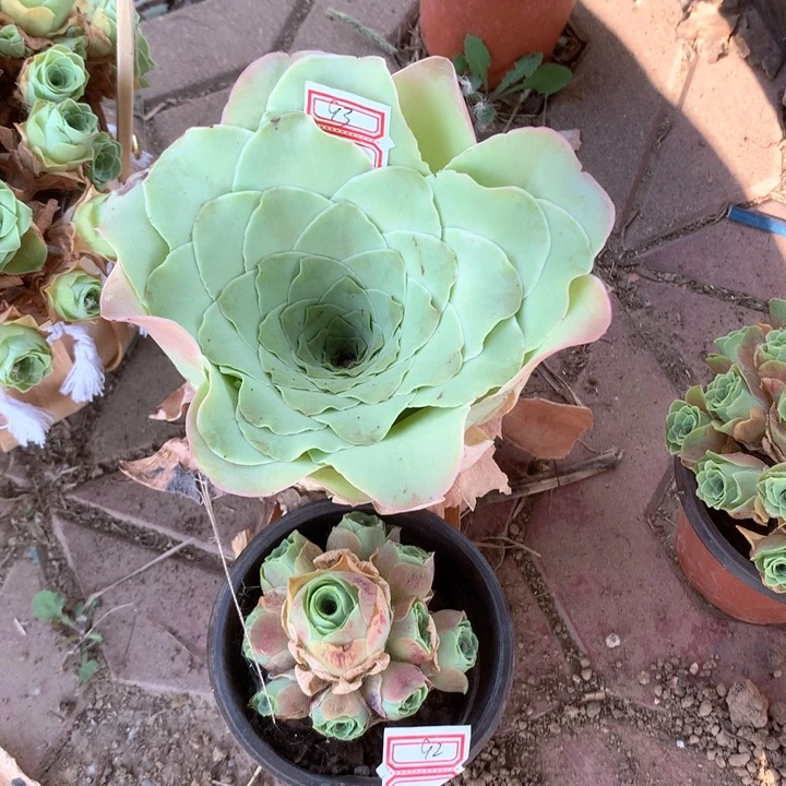 用****4粉仙女玫瑰大单头92.93