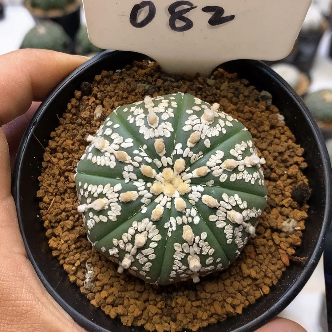 082福利特价来了特价