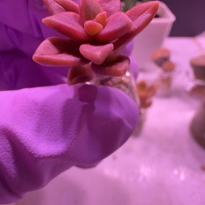 拇指瓶布丁绝绝子1颗带瓶土发货，到家直接欣赏