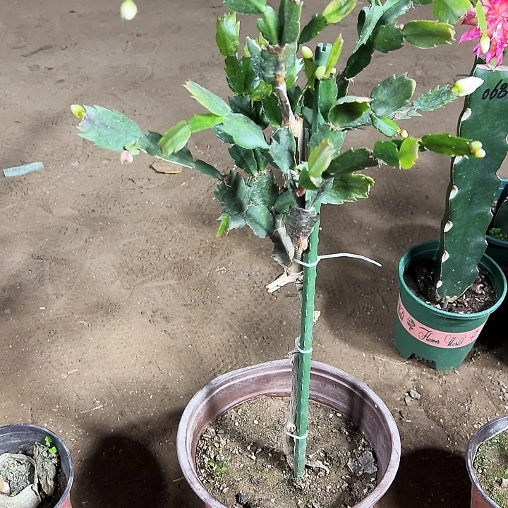 叶仙嫁接一层白色白玛丽一颗