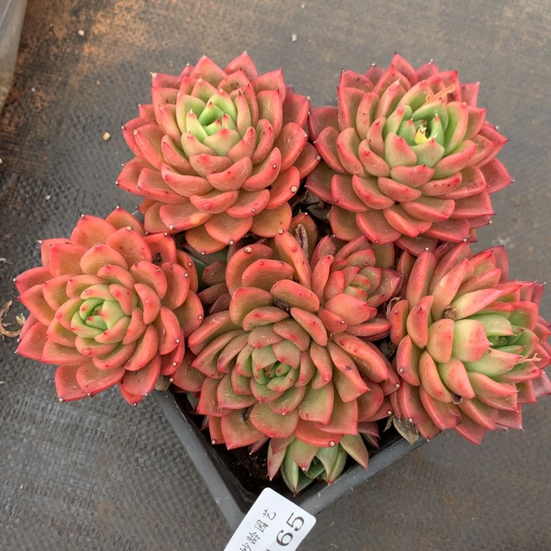 5165杂交精品基地18厘米