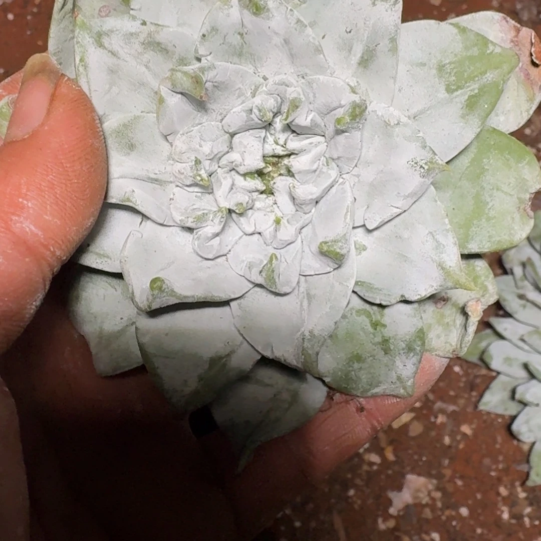 月***茏仙女杯多肉植物杂交