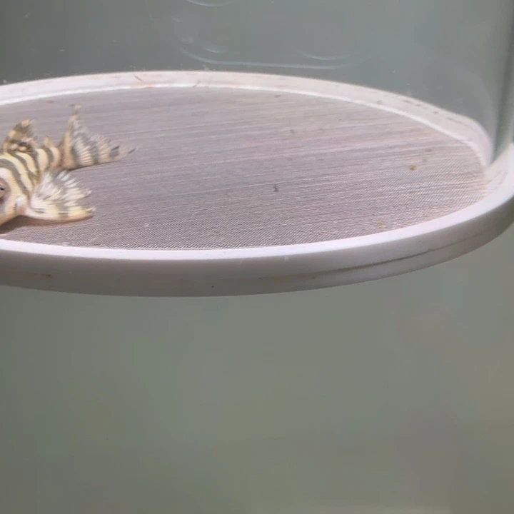 清道夫鱼皇室帝王迷宫