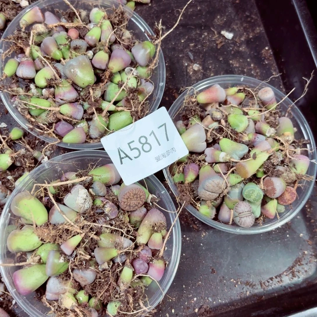 5817—生石花 生石花