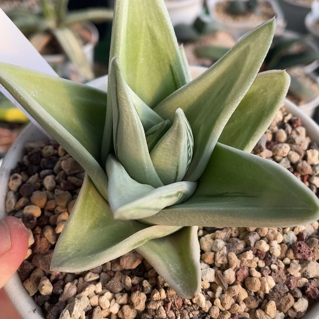 008脱土发货111111