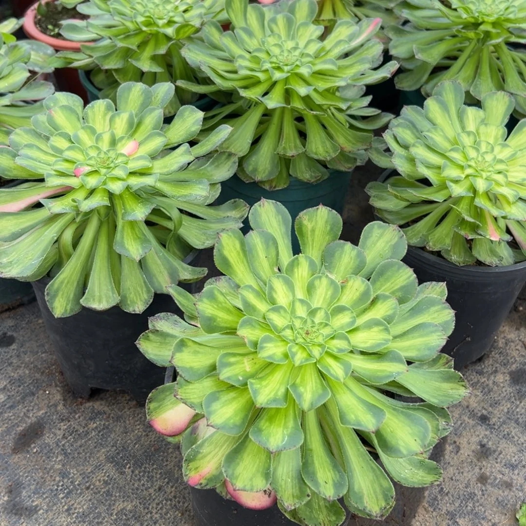 4颗盆栽绿知否多肉