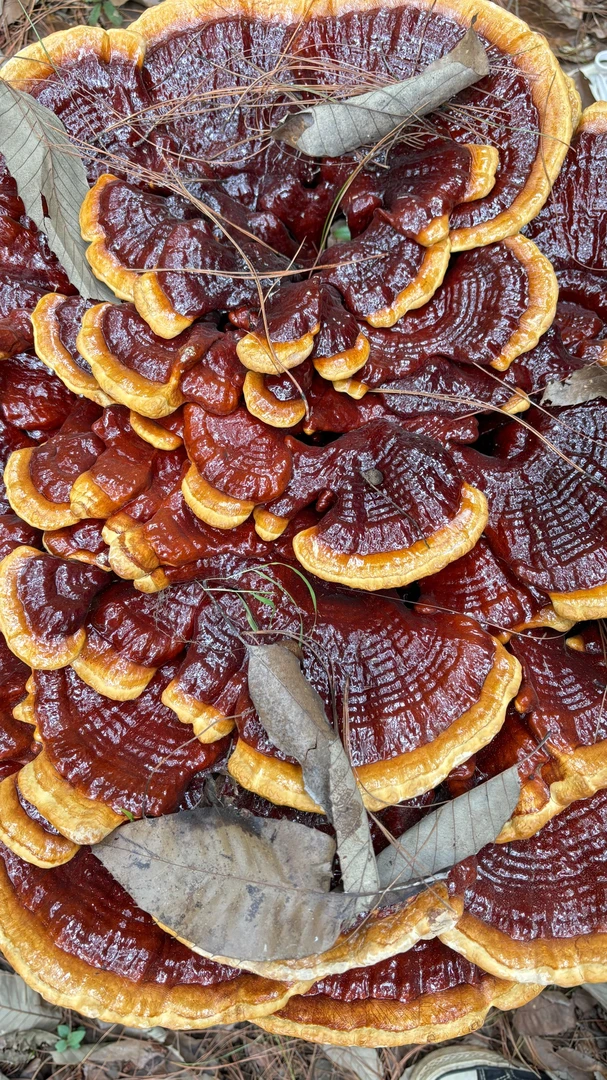 大号灵芝 送礼定情信物 结婚纪念日 财源广进摆件