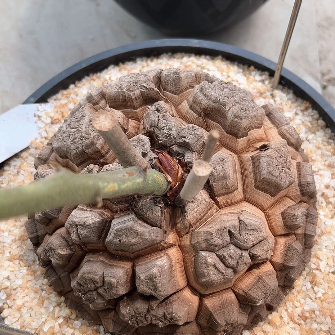 潮流植物 龟甲龙 深裂