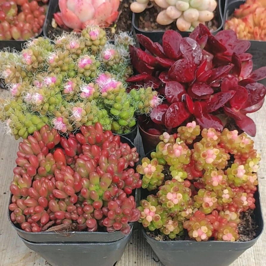 【满9.9包邮】好彩头套餐4盆带盆土多肉植物以直播间展示为主