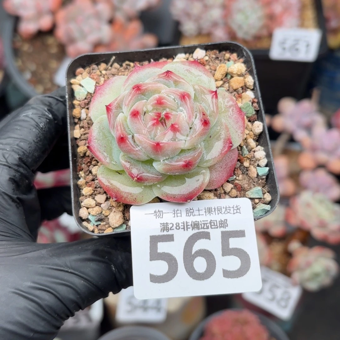 冰吉单头无盆土发货