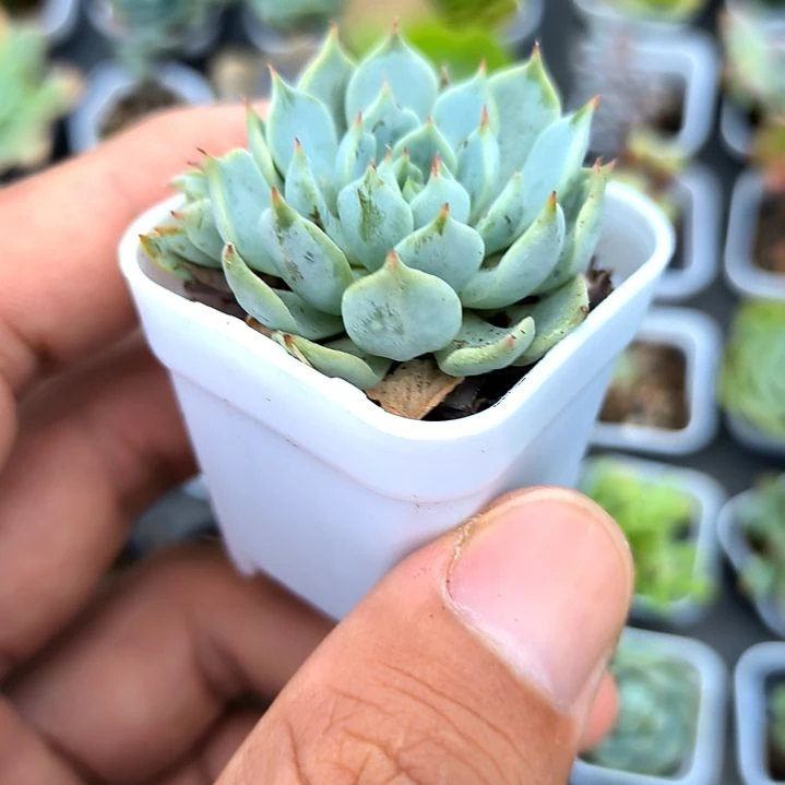 红爪一颗，满7元包邮